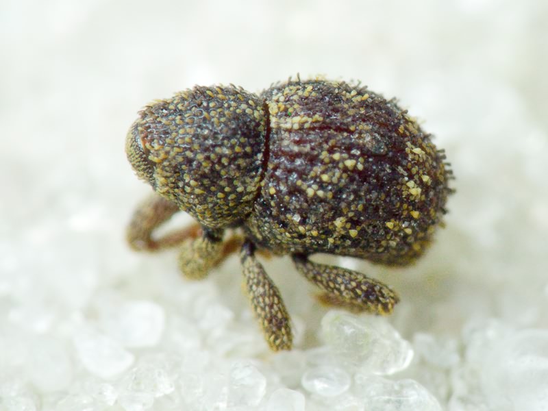 Acalles (Acalles) echinatus (Germar, 1824)